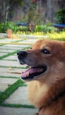 A happy golden-brown dog with its mouth open, possibly panting, is sitting in a well-maintained garden. The background is a mix of greenery, including trees and shrubs, with a stone path featuring grass growing in between the stones.