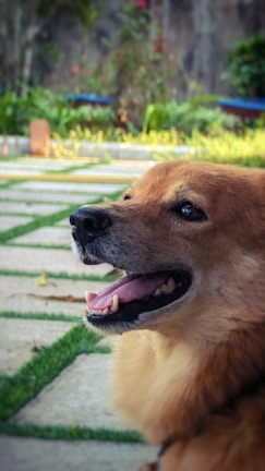 A happy golden-brown dog with its mouth open, possibly panting, is sitting in a well-maintained garden. The background is a mix of greenery, including trees and shrubs, with a stone path featuring grass growing in between the stones.