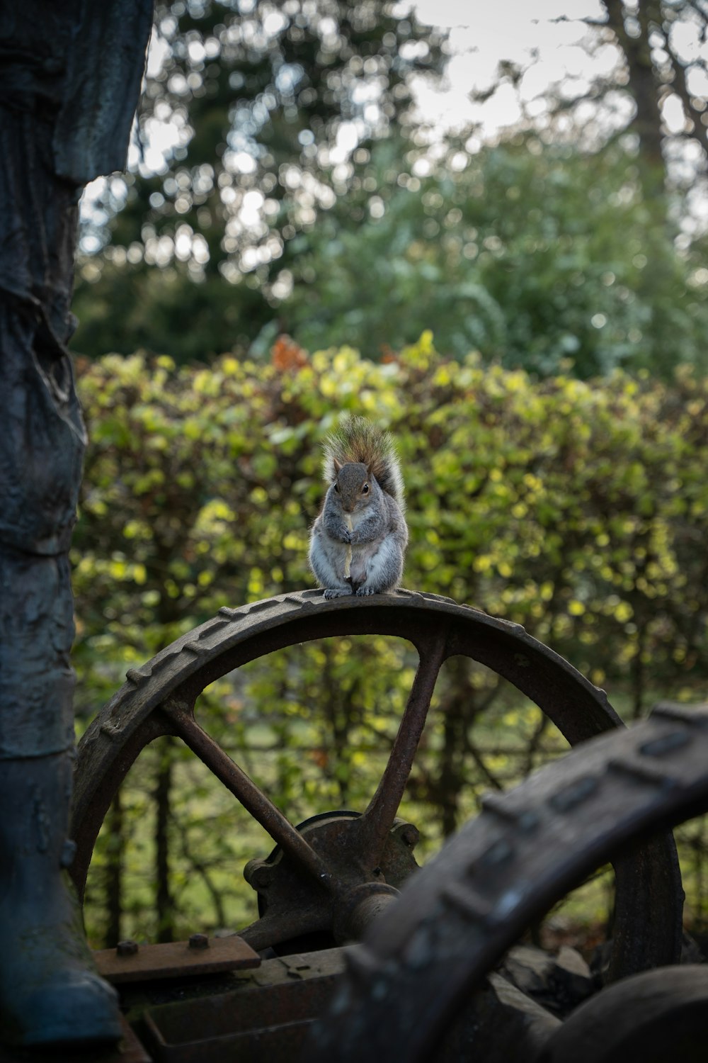 a squirrel sitting on the wheel of a tractor