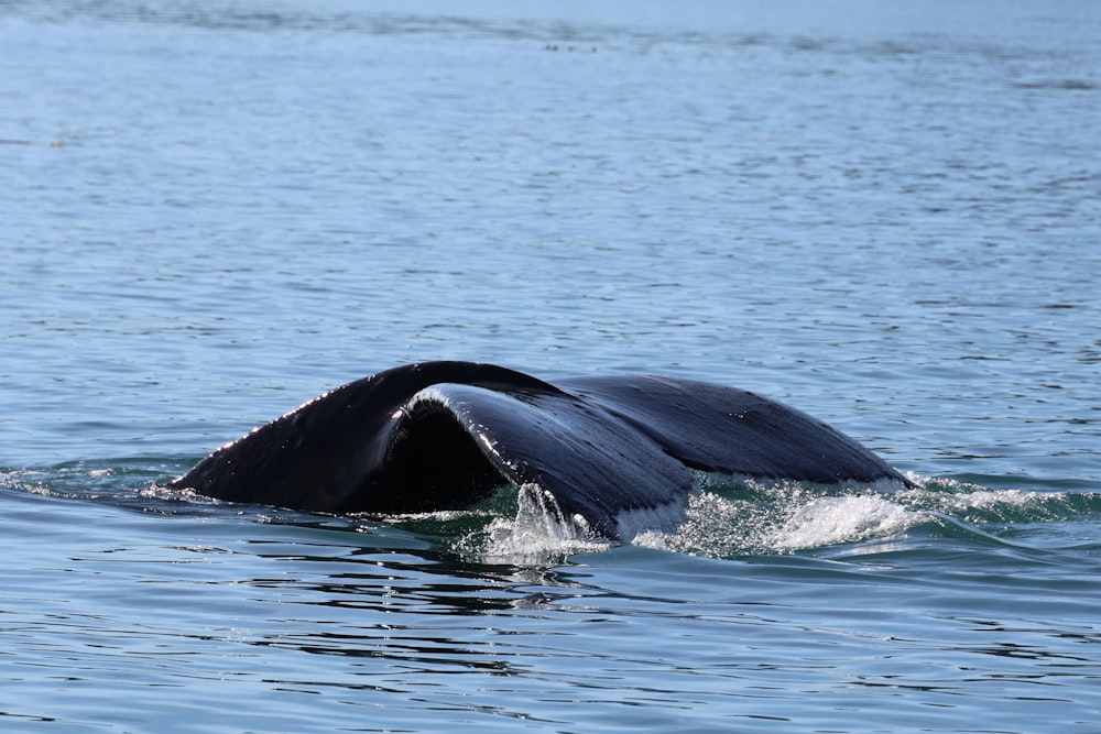 a whale's tail is sticking out of the water