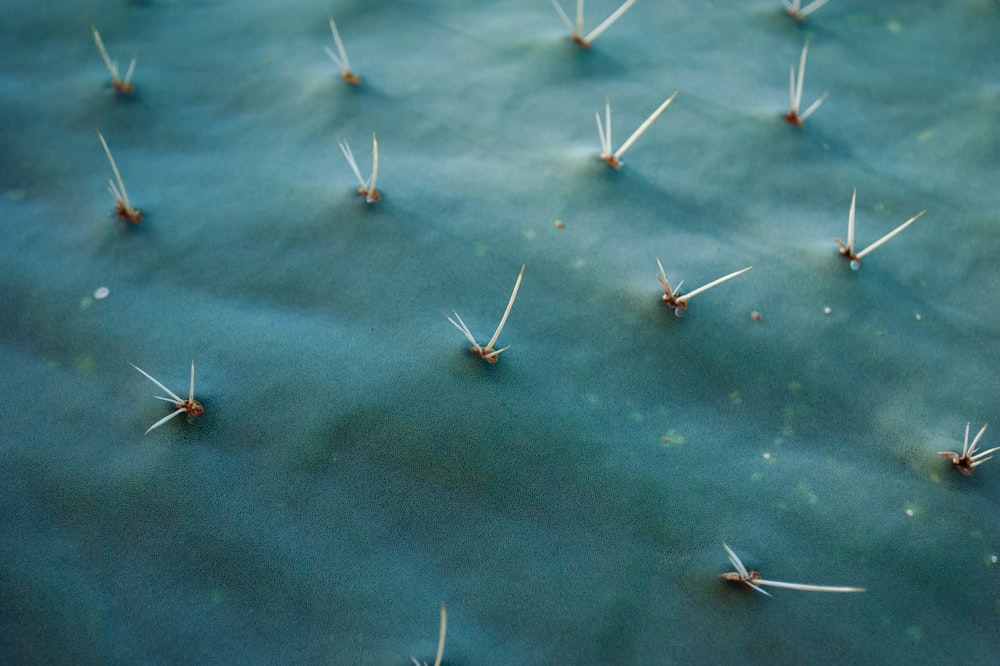 a bunch of needles sticking out of the top of a cactus