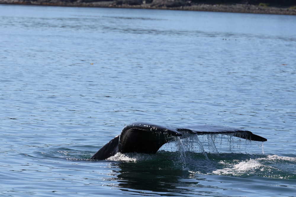 a whale's tail flups out of the water