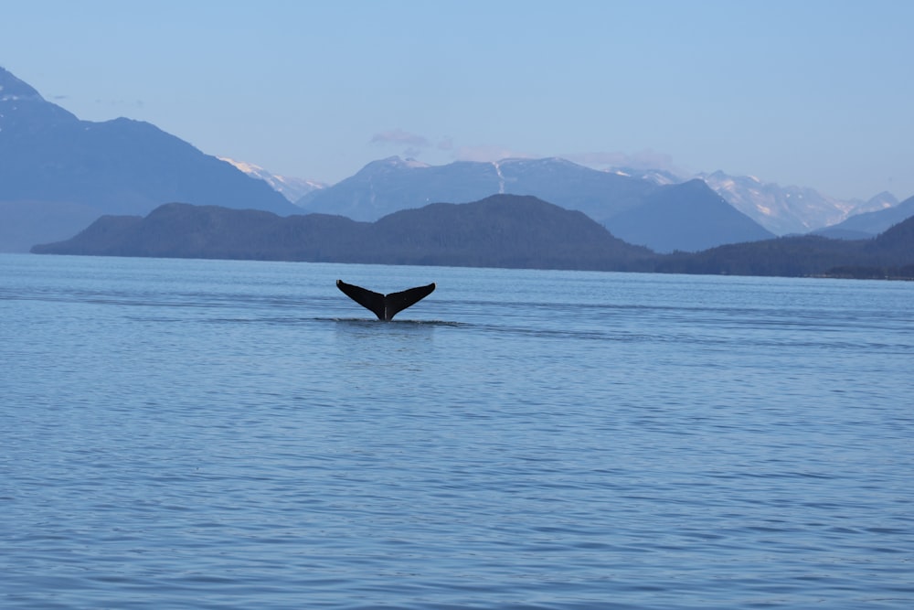 a whale tail flups out of the water