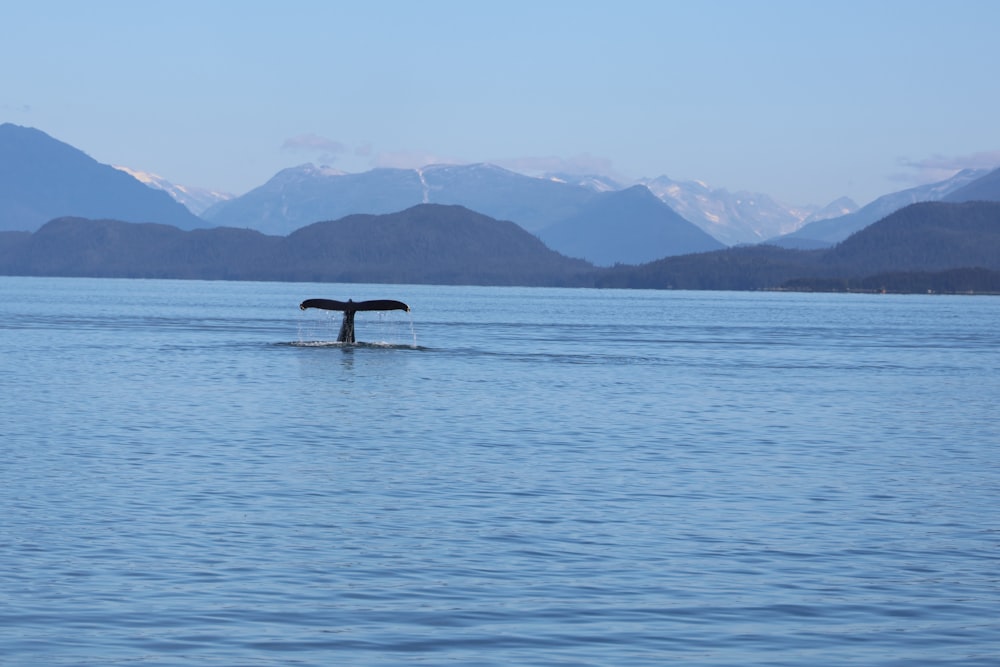 a bird is flying over a body of water with mountains in the background