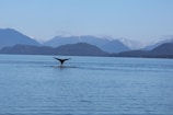 A vibrant photo of humpback whales breaching near Samaná Bay under a clear blue sky.