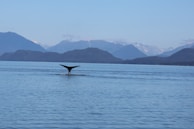 Whales swimming in clear blue waters under the sun.