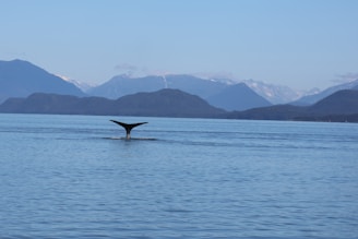 Tourists observing whales from a boat under a bright blue sky in a tropical bay.