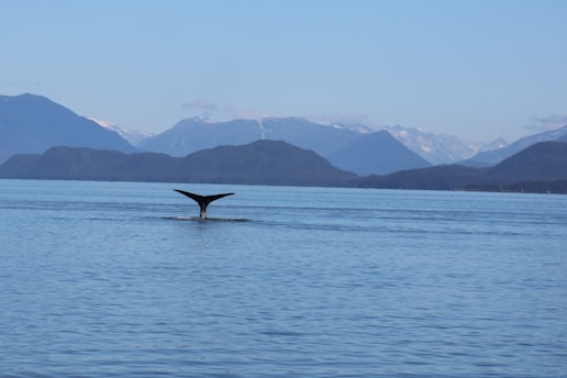 Tourists observing whales from a boat under a bright blue sky in a tropical bay.
