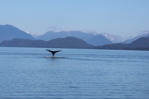A serene view of a whale breaching near Samana Bay under a bright blue sky.