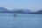 A tour boat near whales breaching in calm ocean waters under a clear sky.