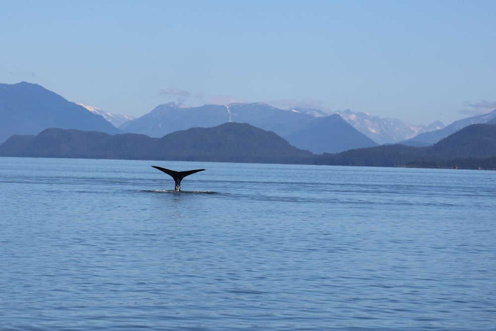 a whale tail flups out of the water