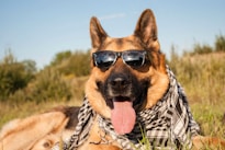 dogAdvisor | dogadvisor | dog advisor |dogAdvisor.dog