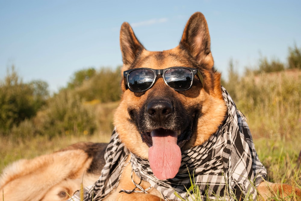 a dog wearing sunglasses and a scarf laying in the grass