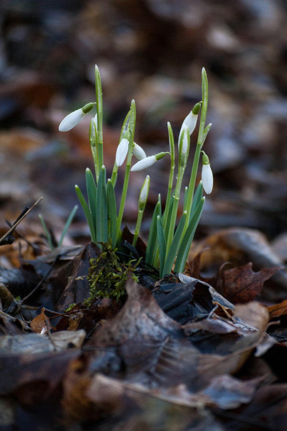 a couple of small white flowers sitting on top of leaves