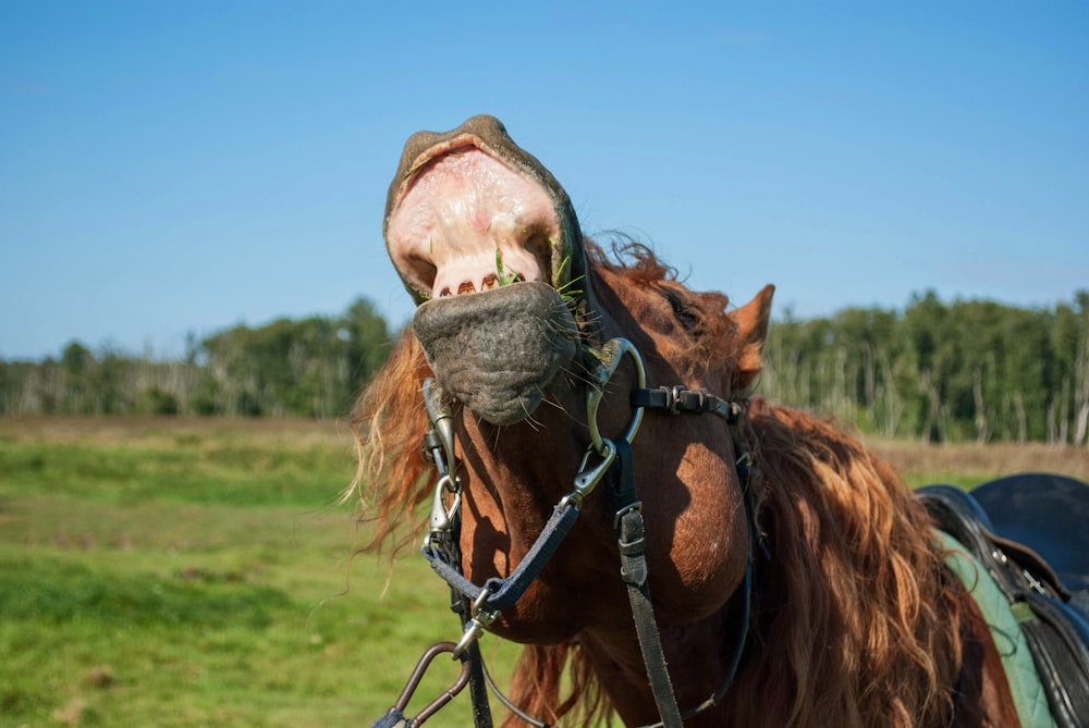 a close up of a horse with its mouth open