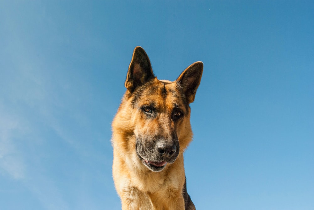 a german shepherd dog looking at the camera