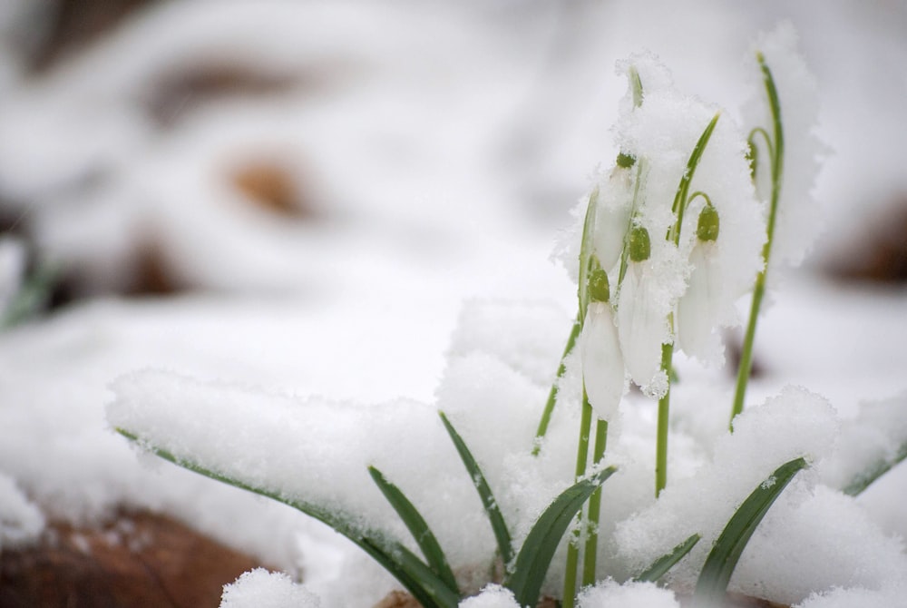 a close up of a snow covered plant