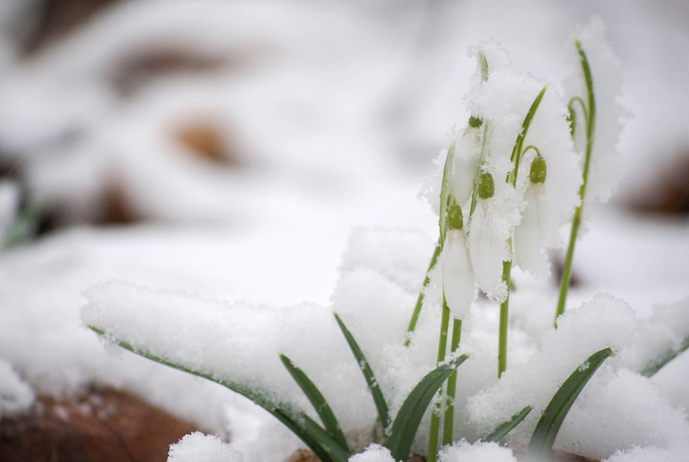 雪に覆われた植物のクローズアップ