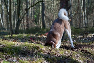 dog digging