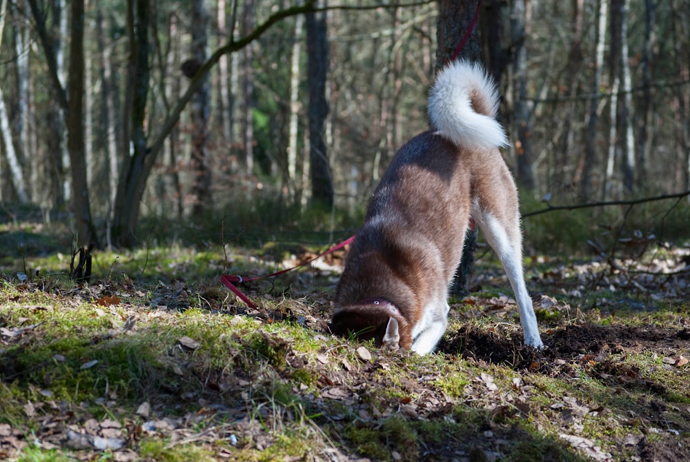 a brown and white dog standing on top of a forest floor