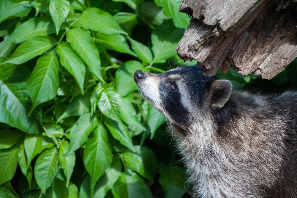 a close up of a small animal near a tree