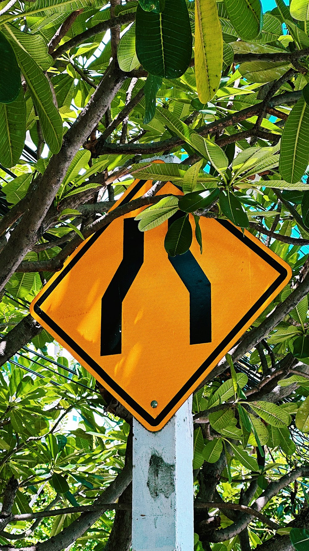 ein Straßenschild, das an einem Baum hängt