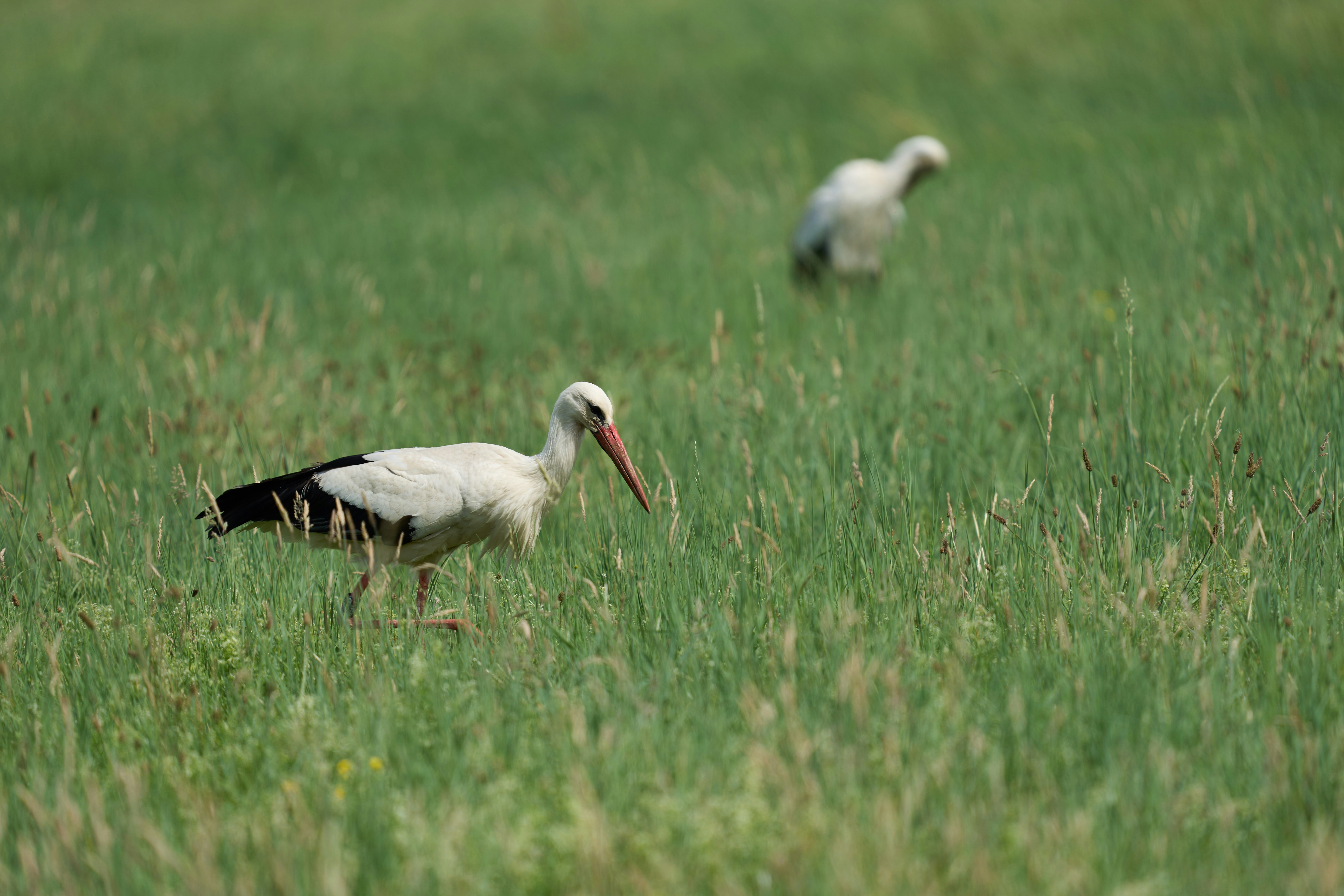 Photo by wolfgang_hasselmann