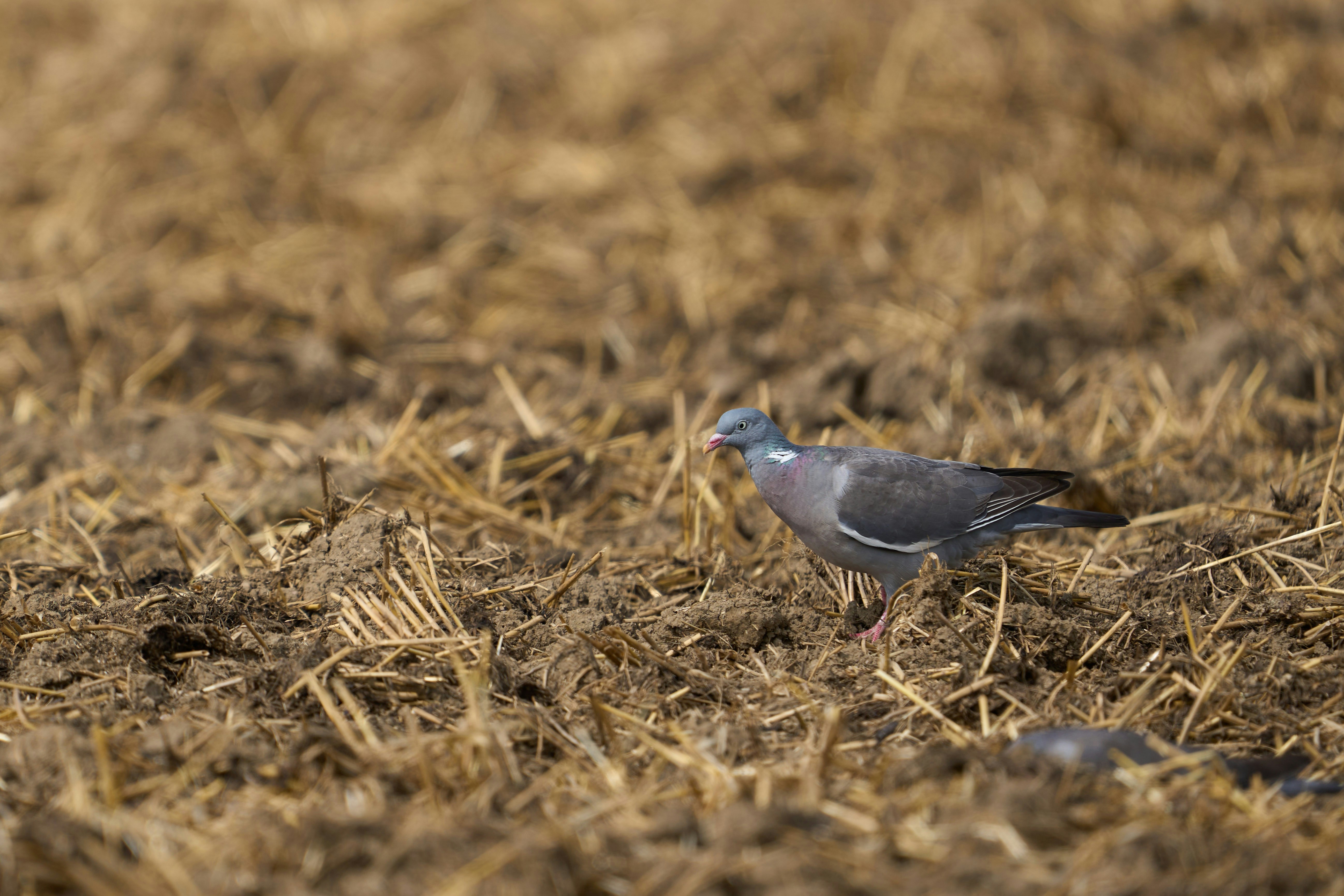 Photo by wolfgang_hasselmann