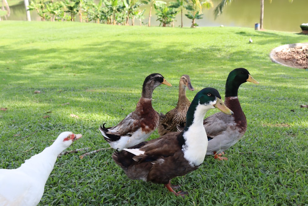 a group of ducks standing on top of a lush green field