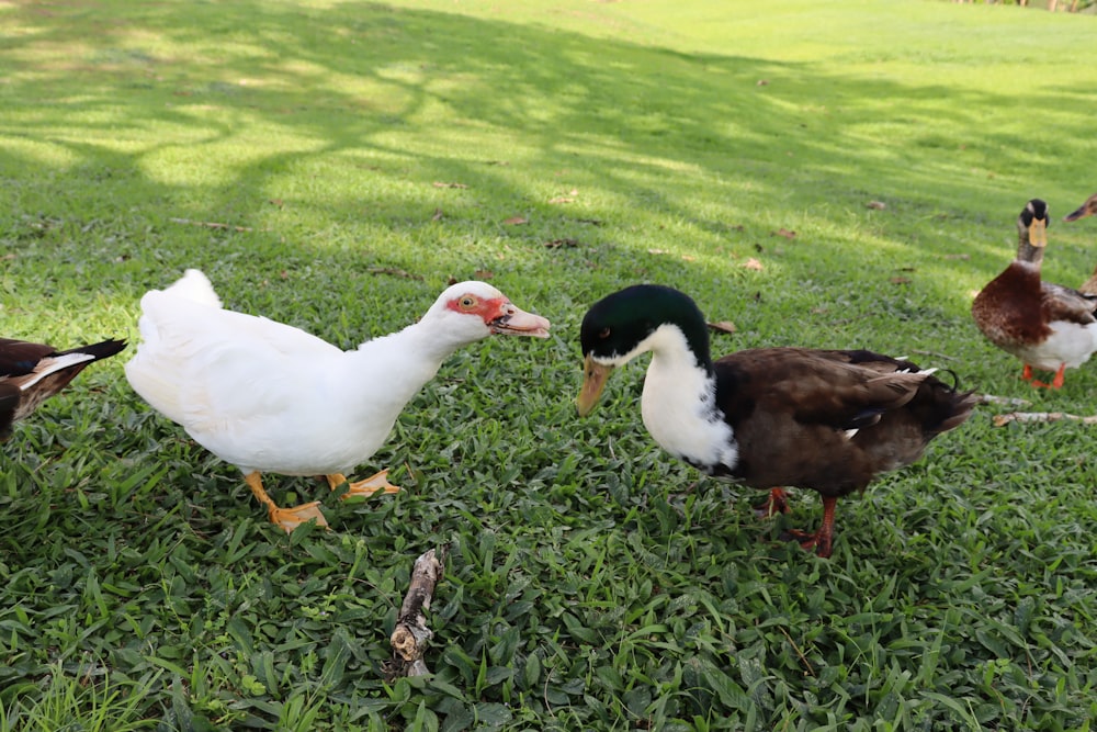 a group of ducks standing on top of a lush green field