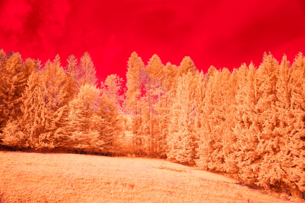 a group of trees in a field with a red sky in the background
