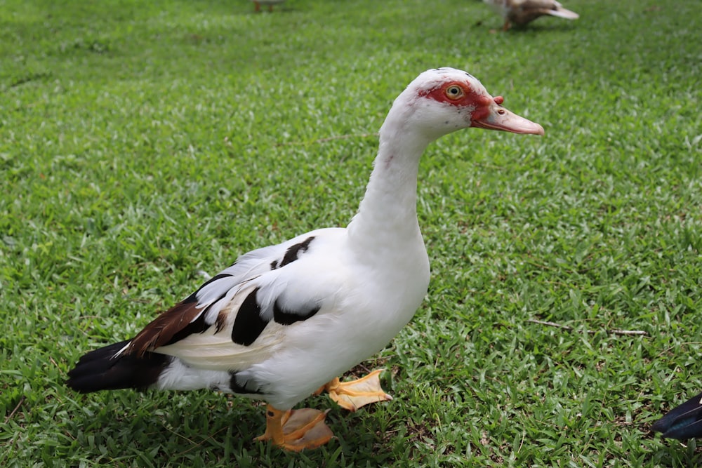 a white duck with a red beak standing in the grass
