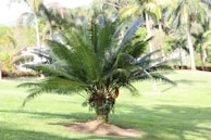 A lush green palm-like plant in a sunny garden setting with tall palm trees in the background and a house partially visible. The surrounding grass is well-maintained, creating a serene outdoor environment.