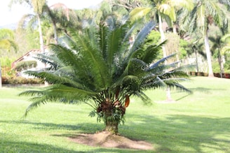 A lush green palm-like plant in a sunny garden setting with tall palm trees in the background and a house partially visible. The surrounding grass is well-maintained, creating a serene outdoor environment.