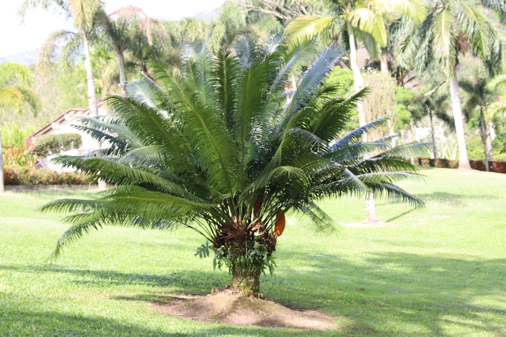 a palm tree in the middle of a grassy area