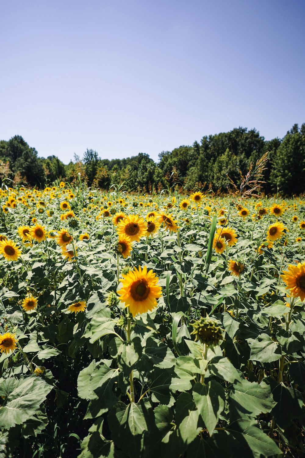 a large field of sunflowers with trees in the background