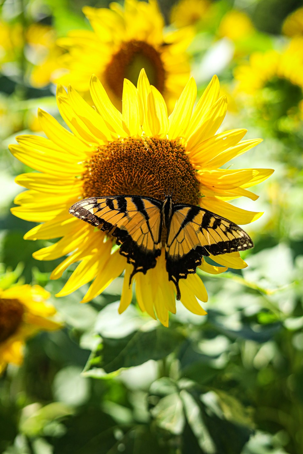 a yellow and black butterfly sitting on a sunflower