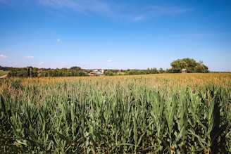 a field of tall grass with a house in the distance