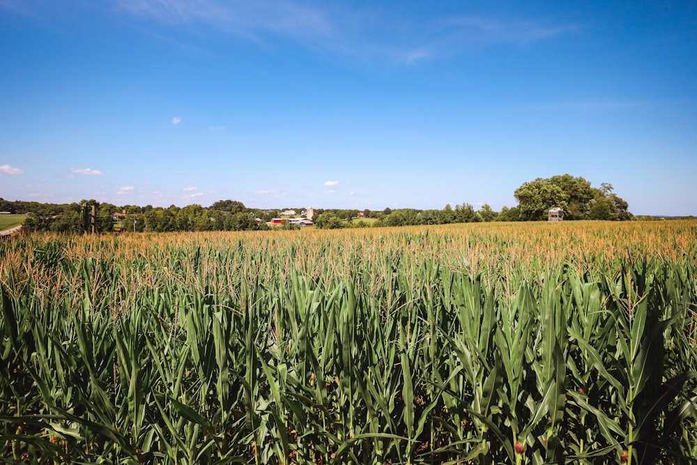 a field of tall grass with a house in the distance