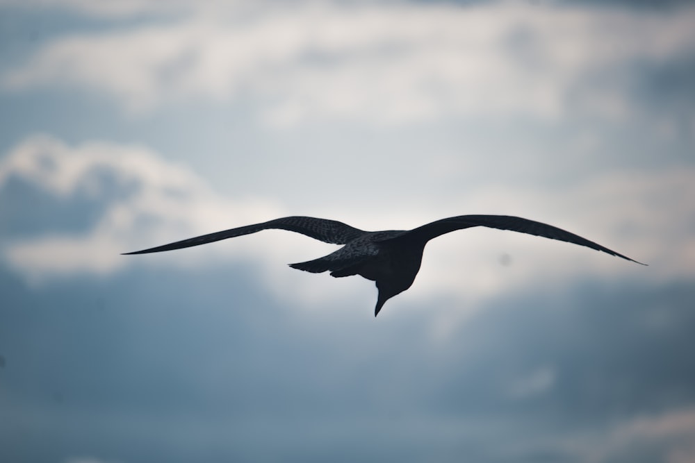 a large bird flying through a cloudy blue sky