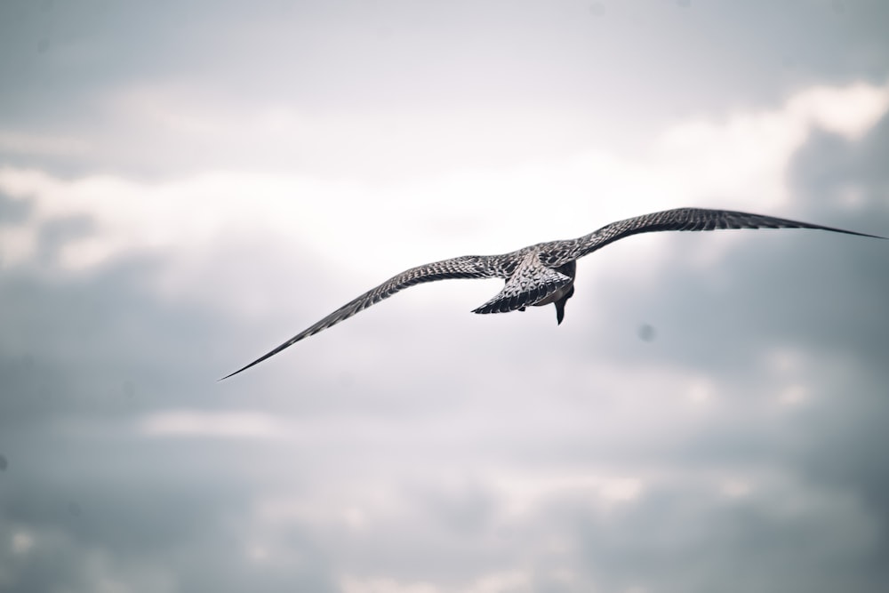 a large bird flying through a cloudy sky