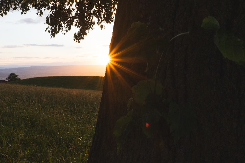 the sun is setting behind a tree in a field