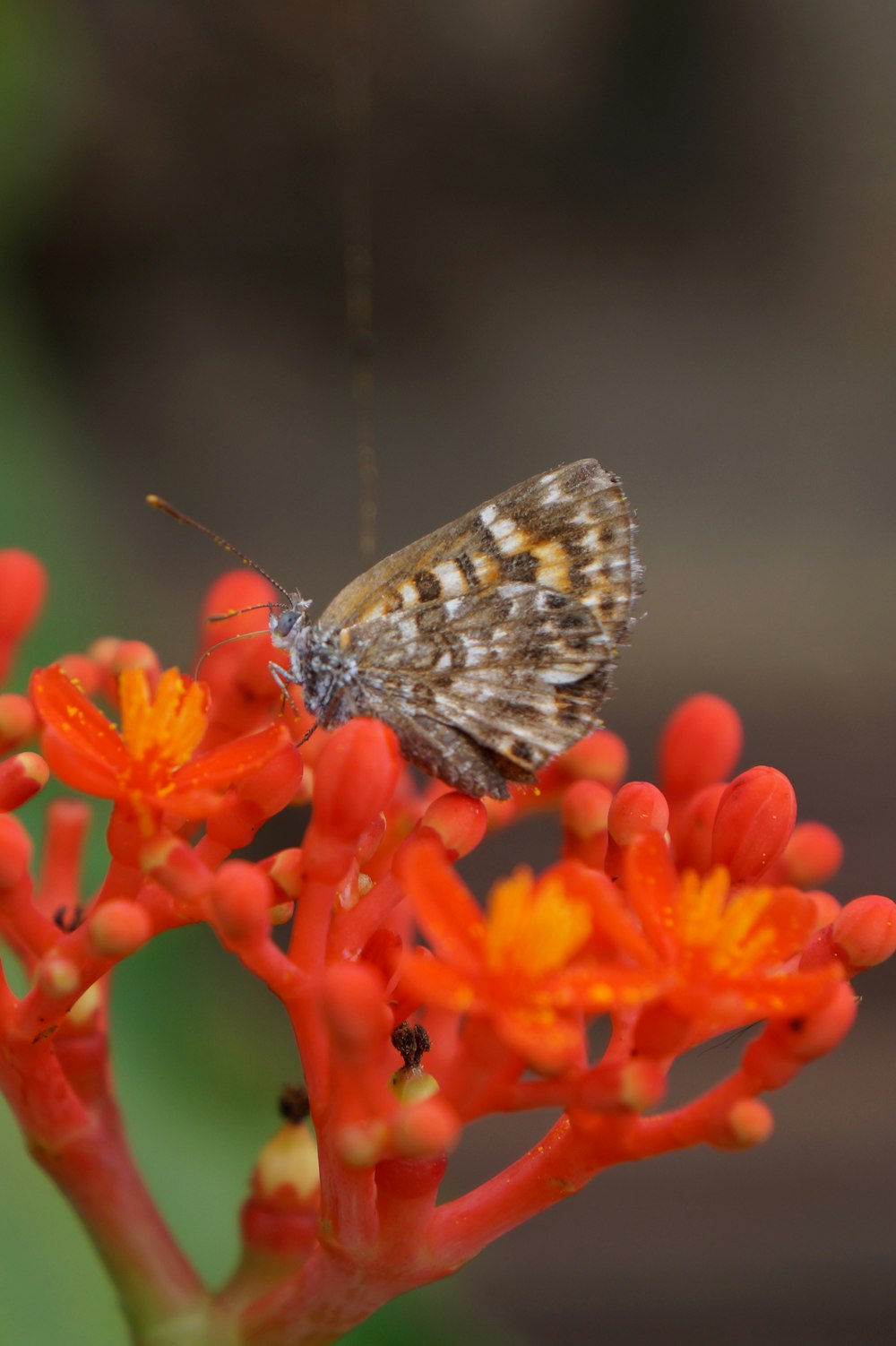 a small brown and white butterfly on a red flower