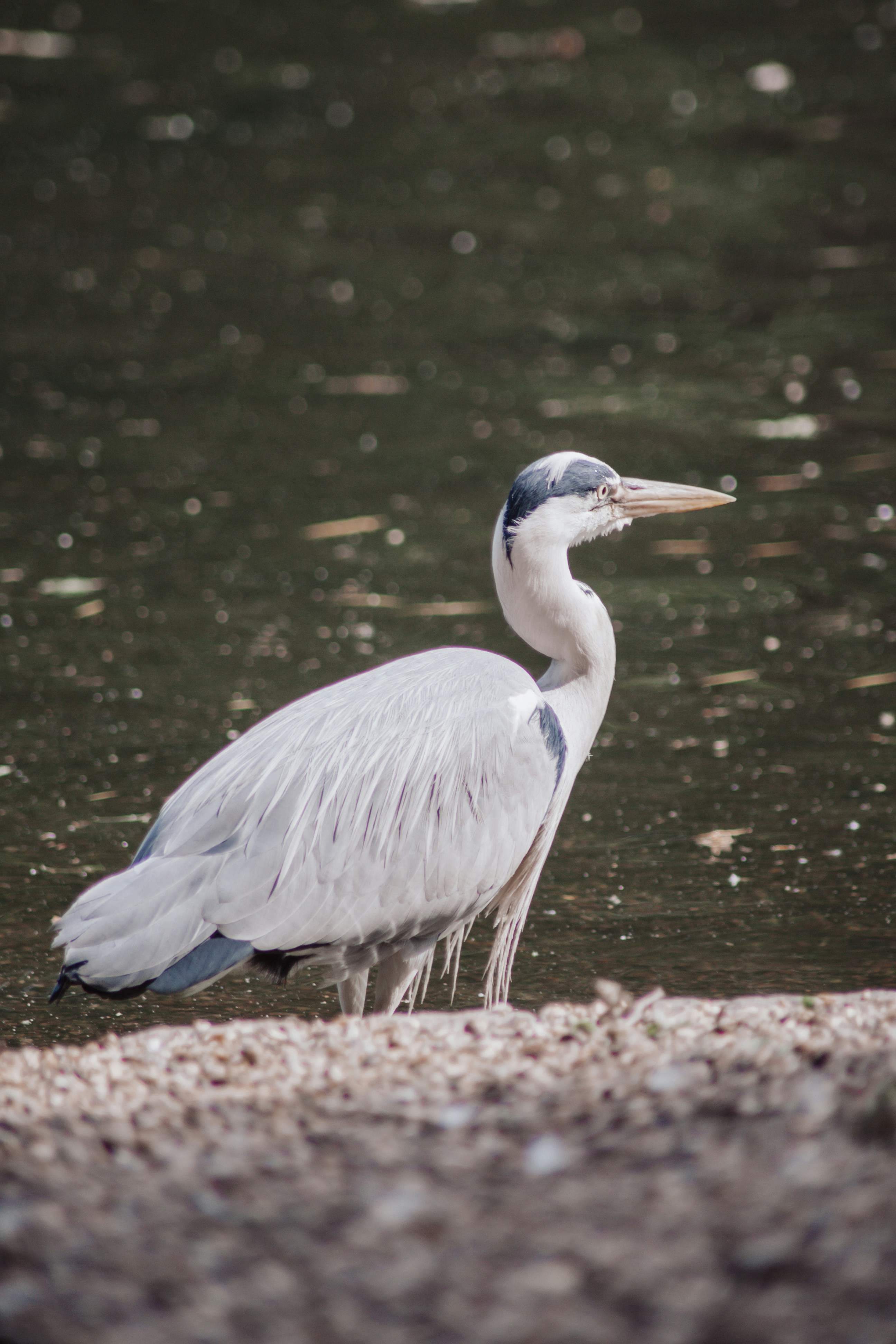 Photo by alex_emanuel20