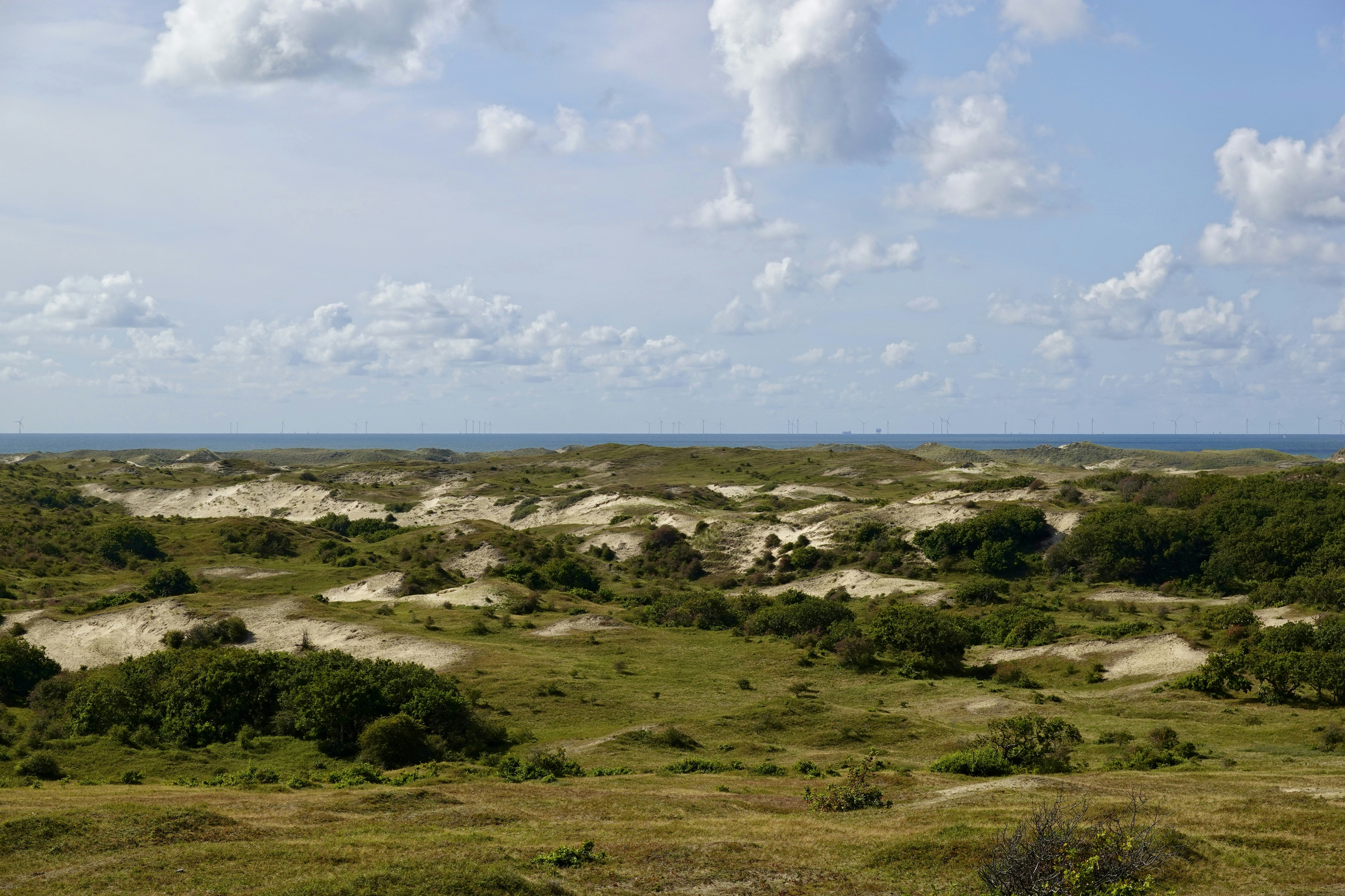 a grassy field with trees and a body of water in the distance