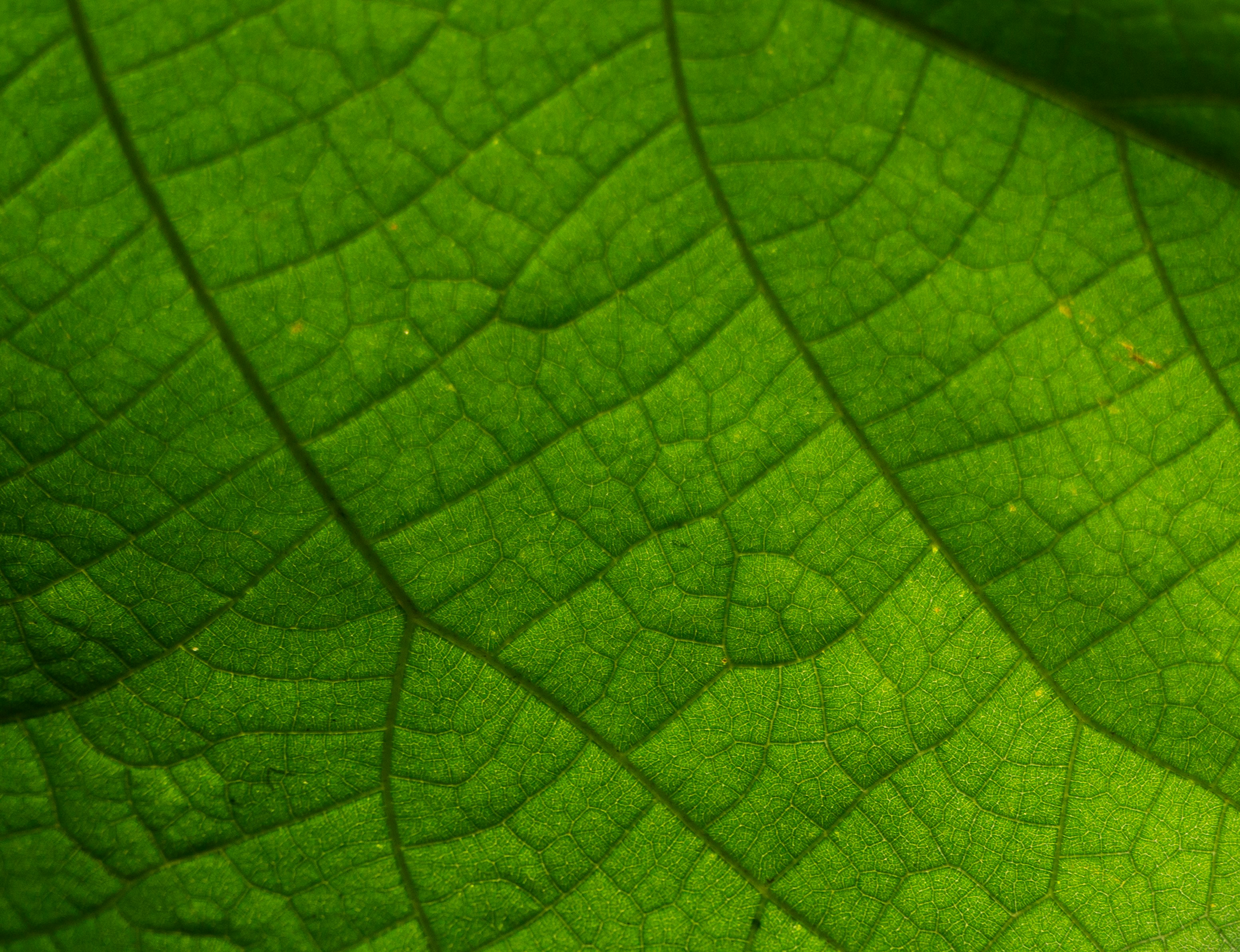 Photo by leonardo_64