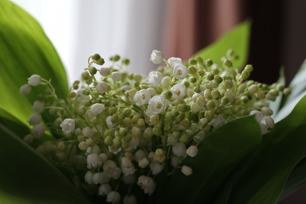 a close up of a bunch of white flowers