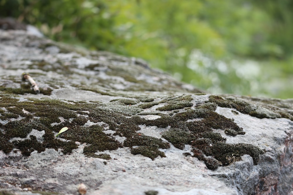 Moos wächst auf einem Felsen im Wald