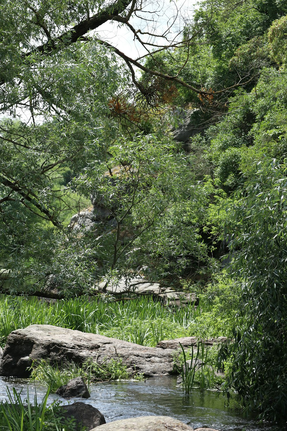 a stream running through a lush green forest