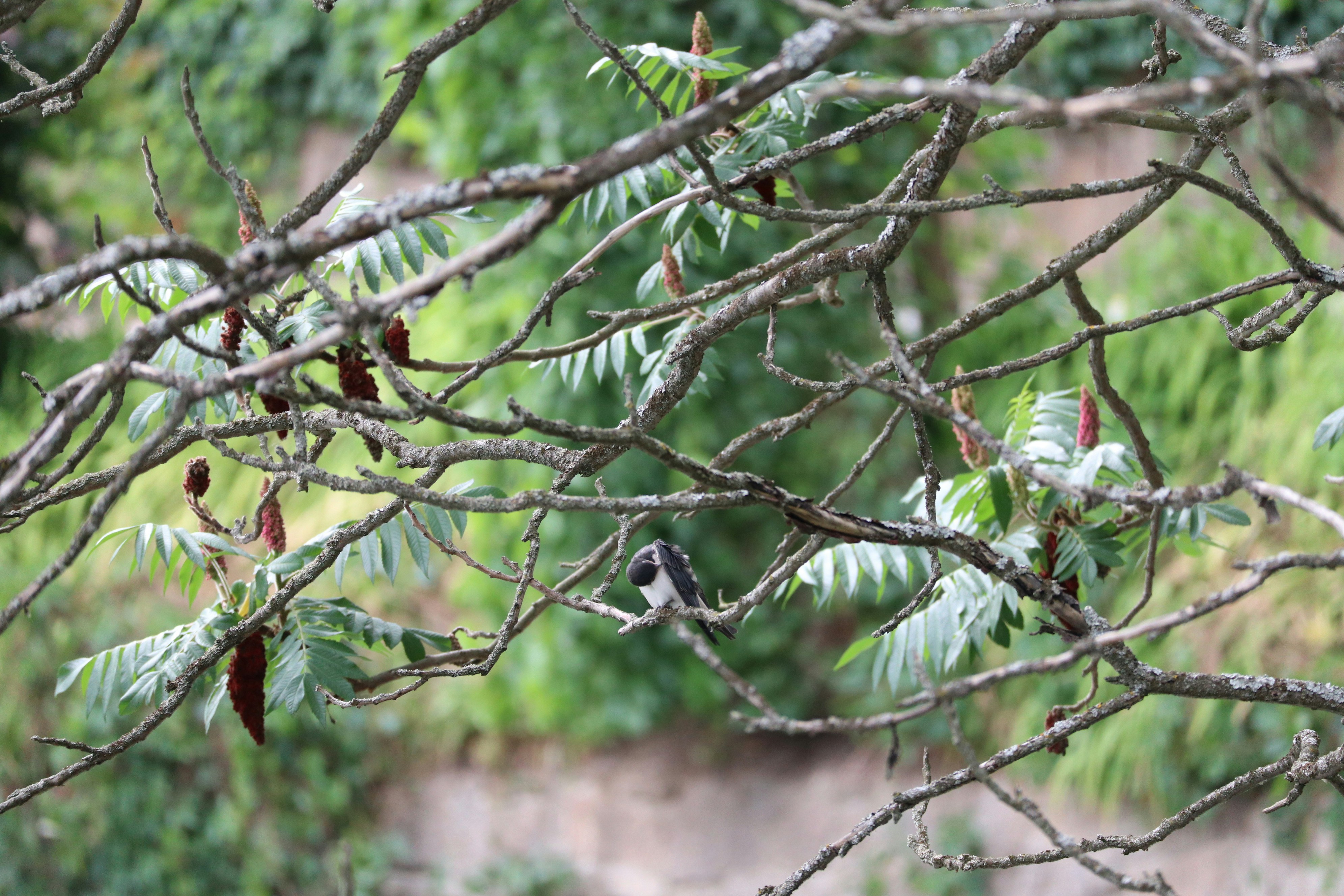 A tropical bird perched on a branch in a Merida park.